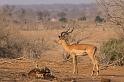 072 Botswana, Chobe NP